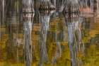 Autumn colors on Caddo Lake, Texas. Worlds largest bald cypress forest. Art Print